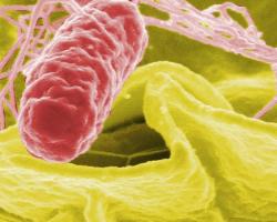salmonella