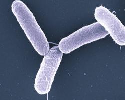 salmonella