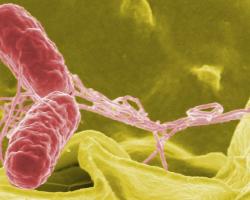 salmonella