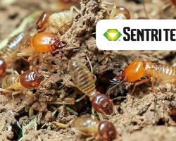 termitas