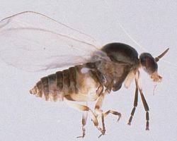 mosca negra