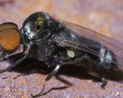 mosca negra