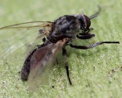 mosca negra