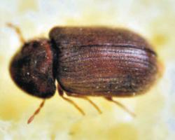 Stegobium paniceum