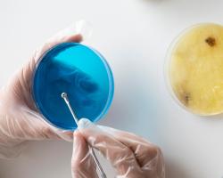 microbiologia alimentaria