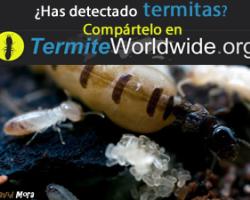 termitas