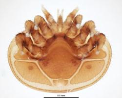 varroa jacobsoni