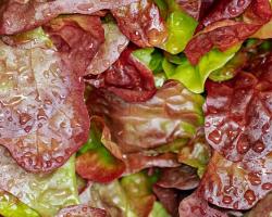seguridad alimentaria
