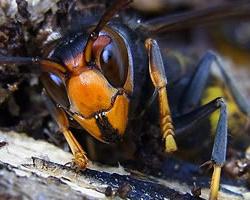 avispa asiatica