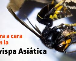 avispa asiática