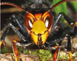 avispa asiatica