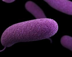 bacterias