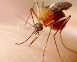 virus del nilo occidental