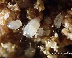 plagas en productos almacenados